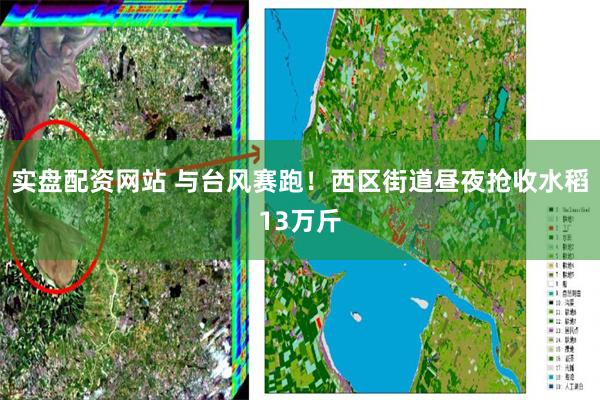 实盘配资网站 与台风赛跑！西区街道昼夜抢收水稻13万斤