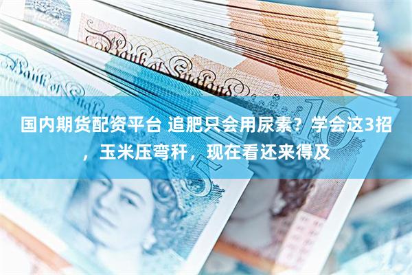 国内期货配资平台 追肥只会用尿素？学会这3招，玉米压弯秆，现在看还来得及